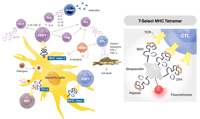 MHCテトラマー試薬
