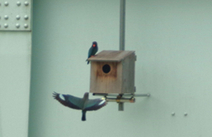 野鳥保護活動~ブッポウソウ観察会~