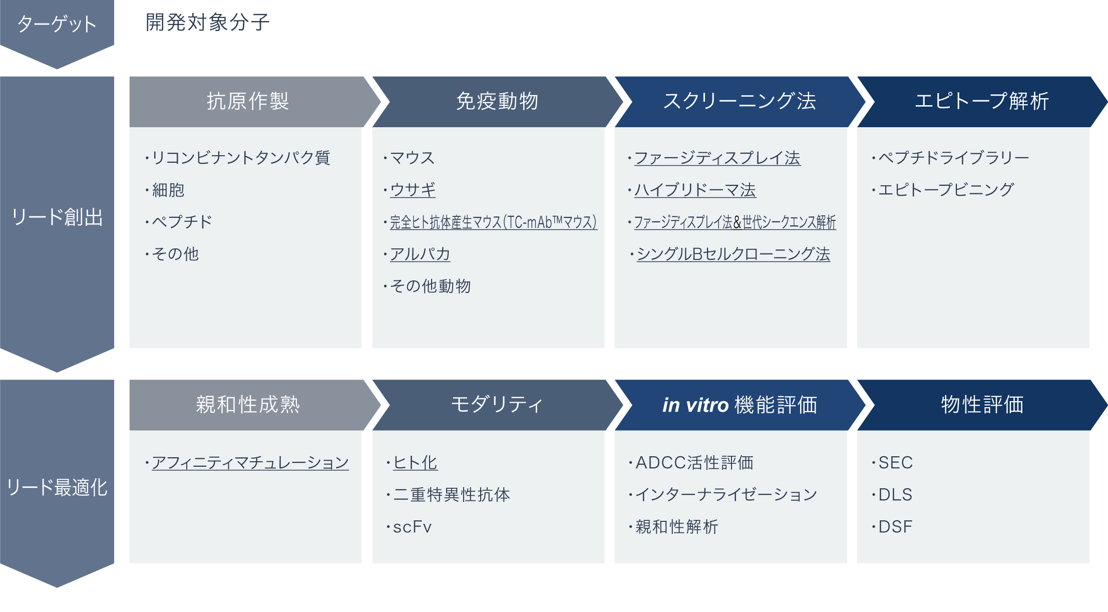 抗体医薬開発支援サービスのフロー図