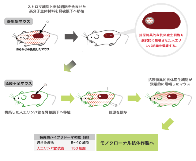 人工リンパ節技術