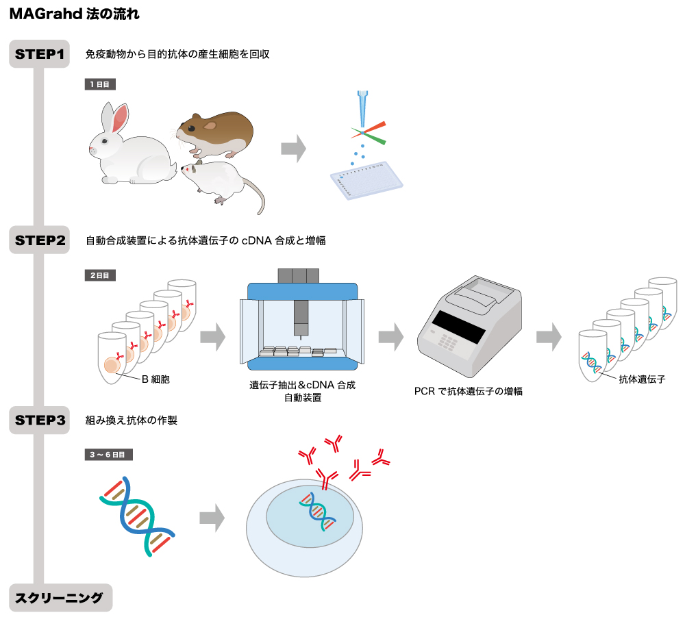 人工リンパ節技術